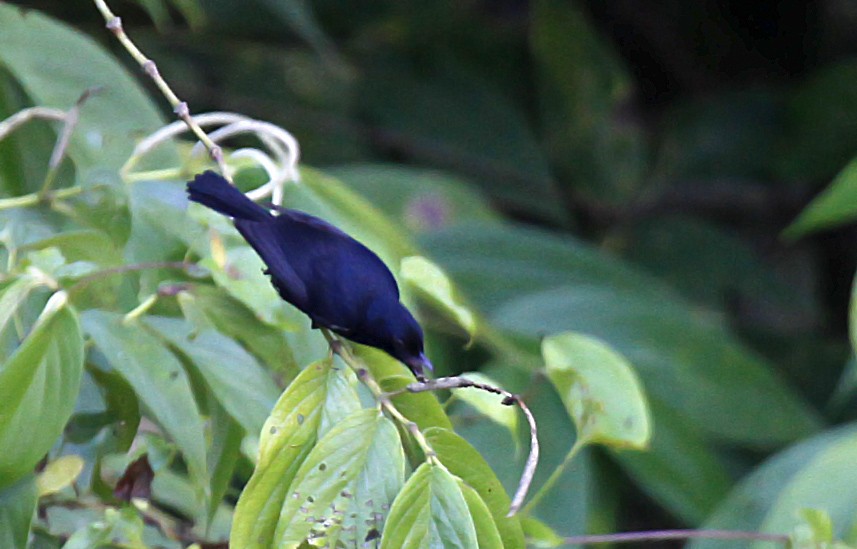 Black Berrypecker - ML392084761