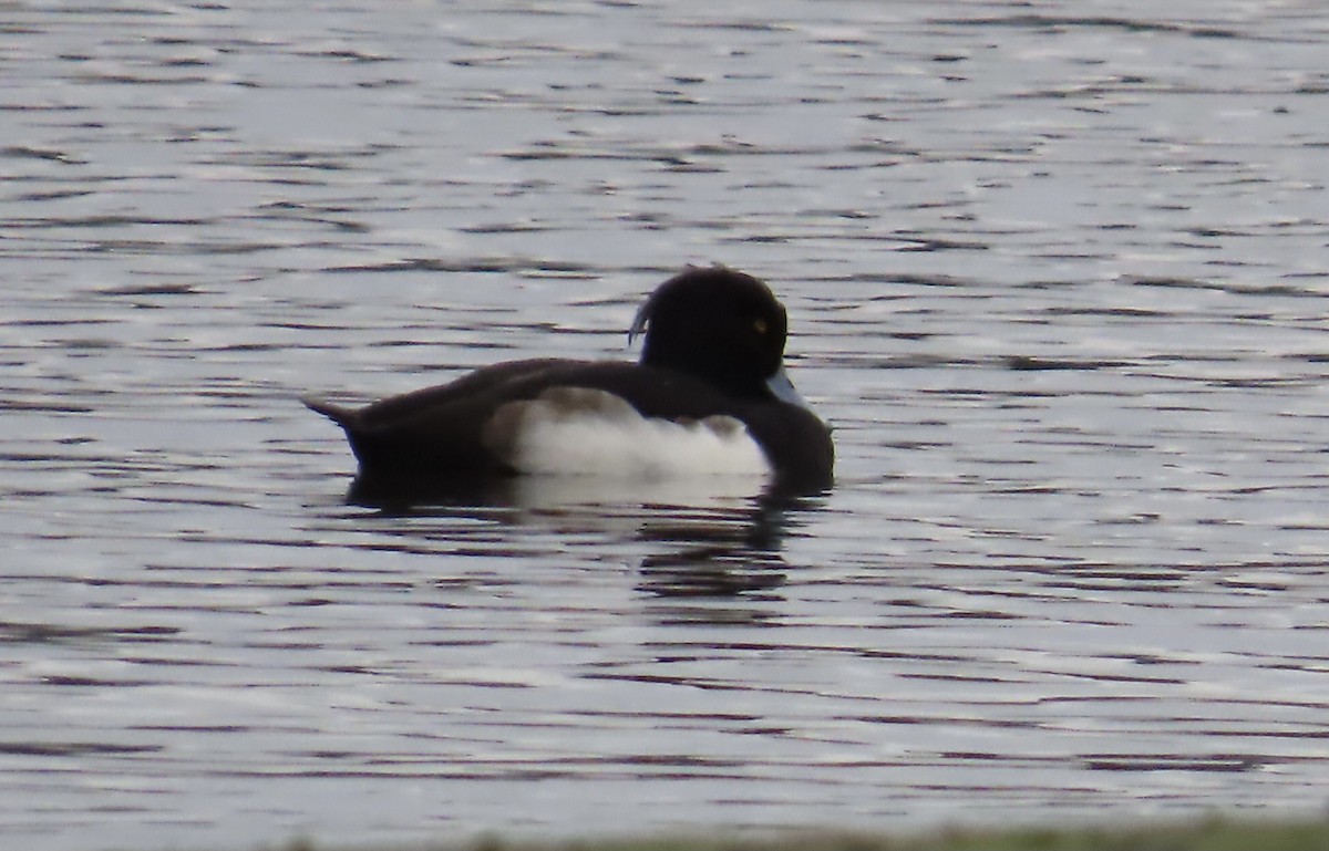 Tufted Duck - ML392085861