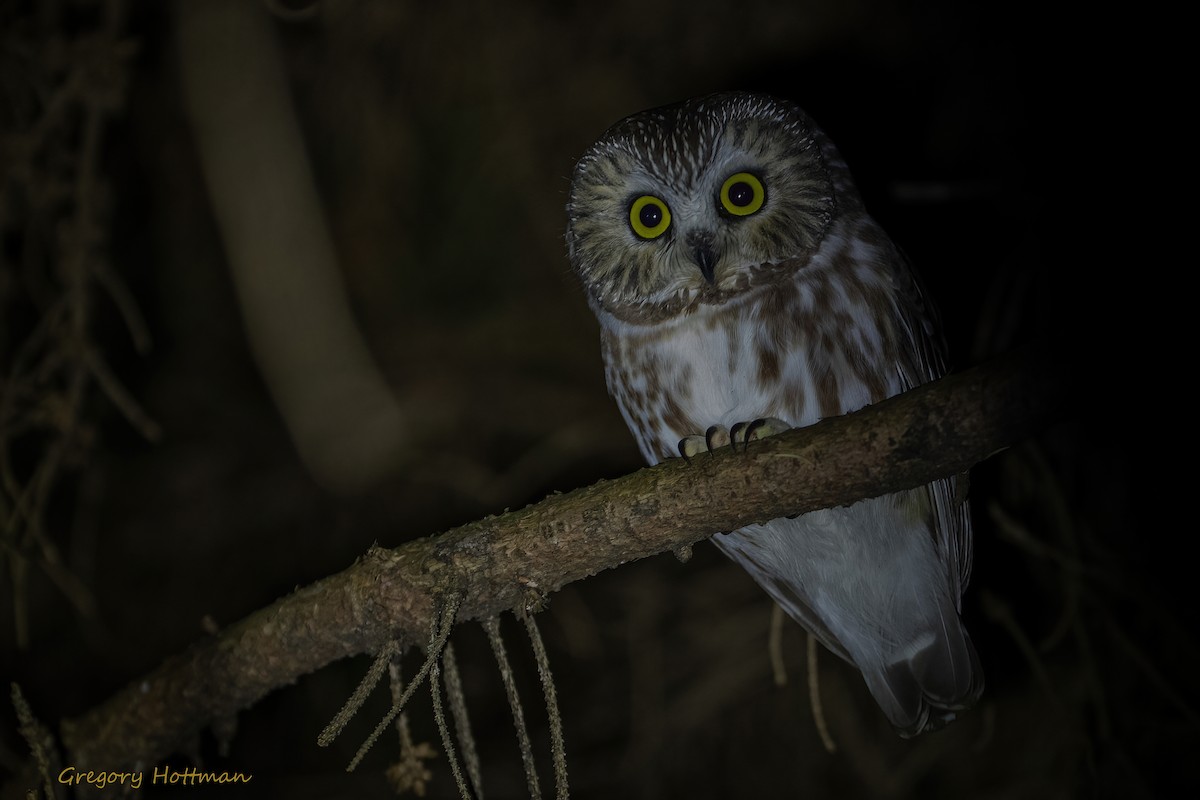 Northern Saw-whet Owl - ML392085951