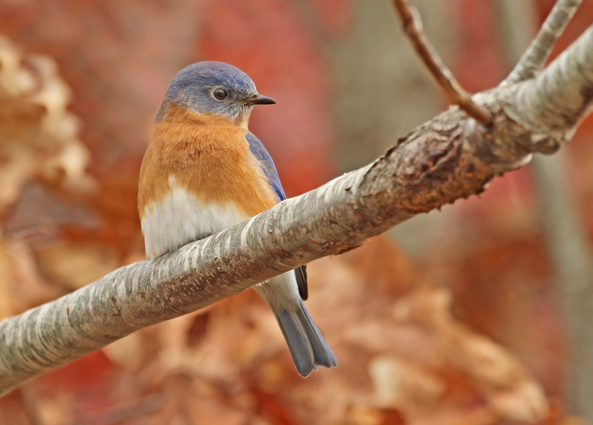 Eastern Bluebird - ML39208721