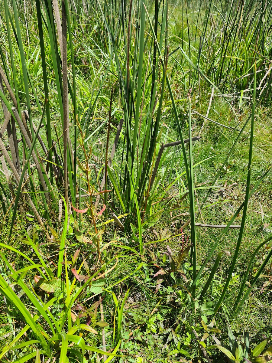 South American Painted-Snipe - ML392087311