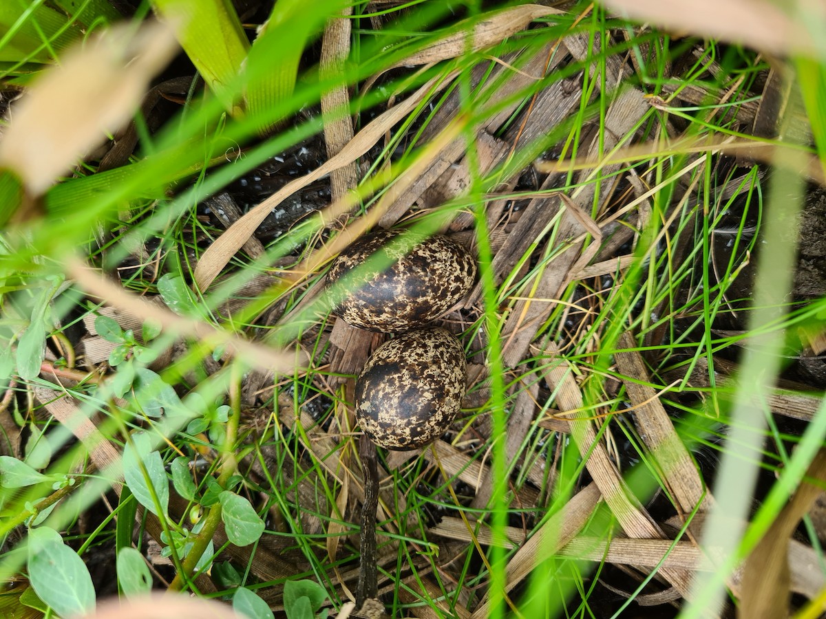 South American Painted-Snipe - ML392087341