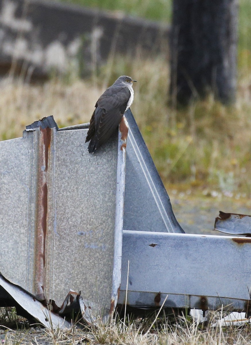 Common Cuckoo - Laura Keene