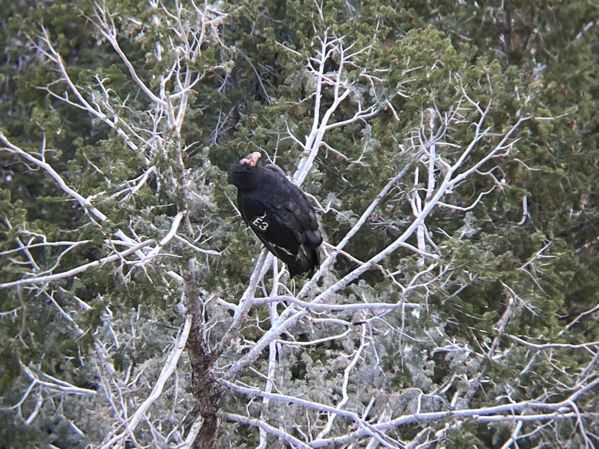 California Condor - ML392088861