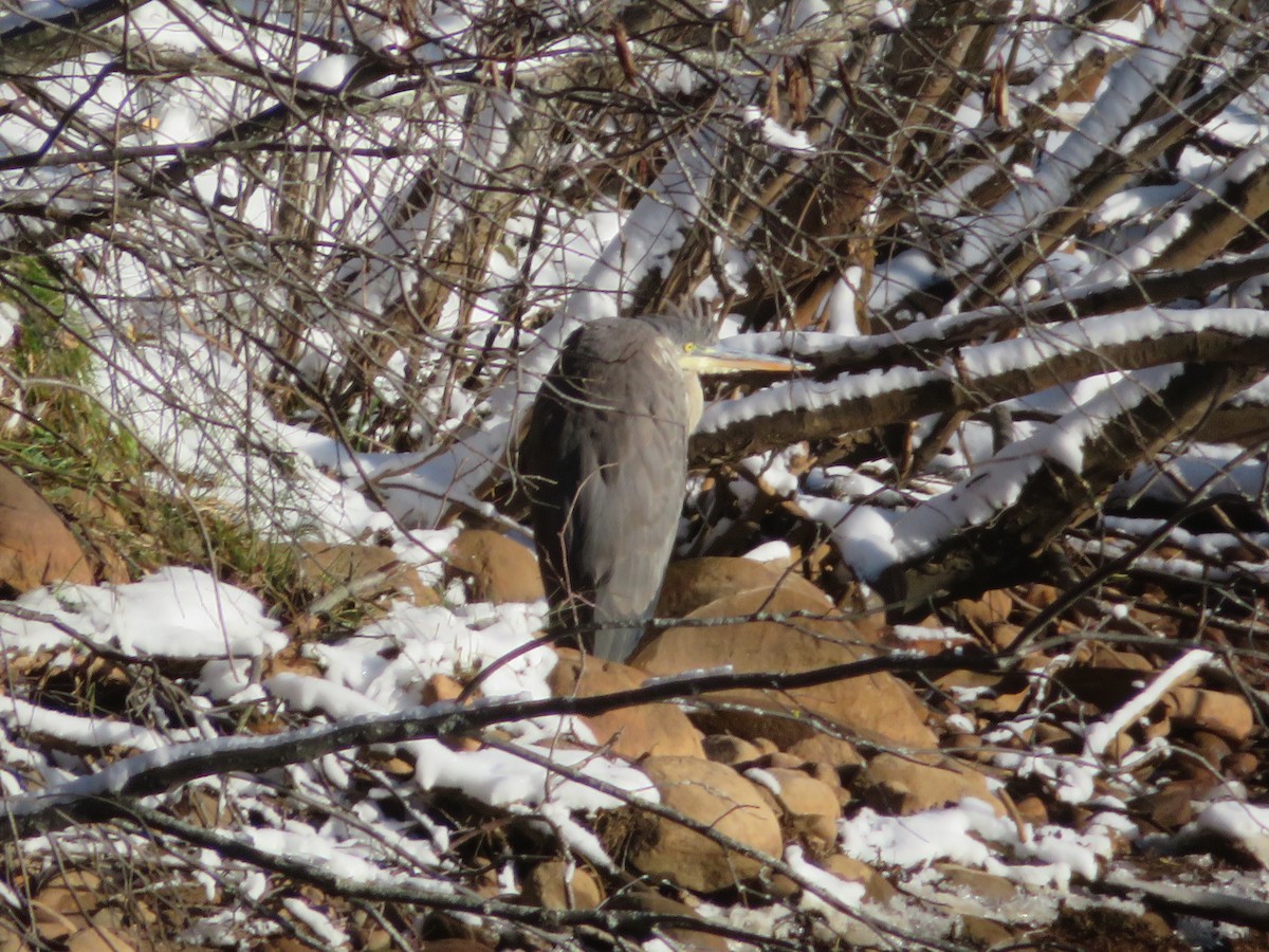 Great Blue Heron - ML392089581