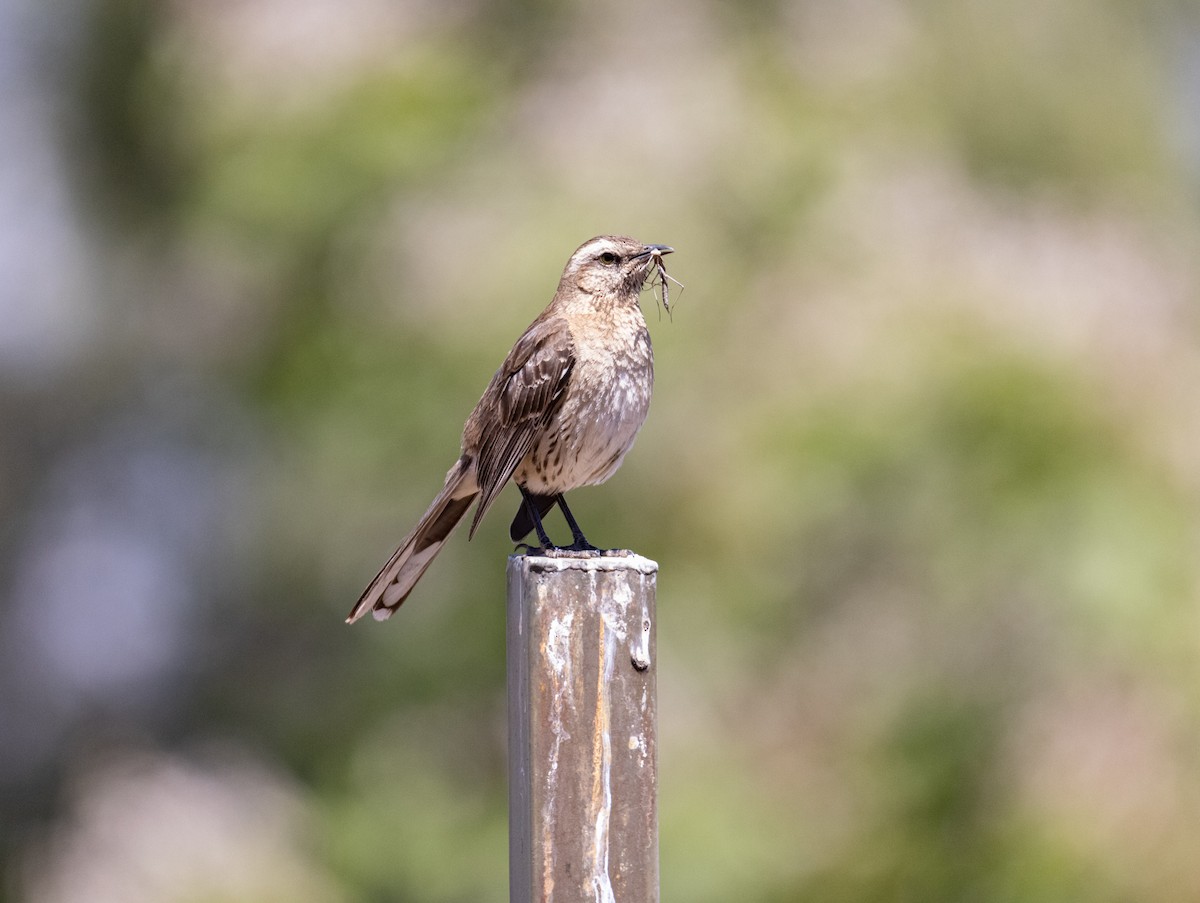 Chilean Mockingbird - ML392090981