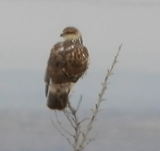 Raufußbussard - ML392092451