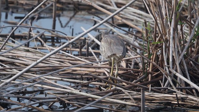 American Bittern - ML392095261