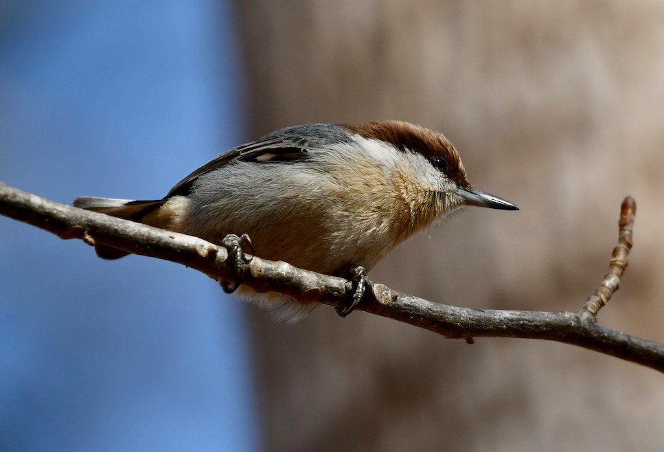 Brown-headed Nuthatch - Claudia Nielson