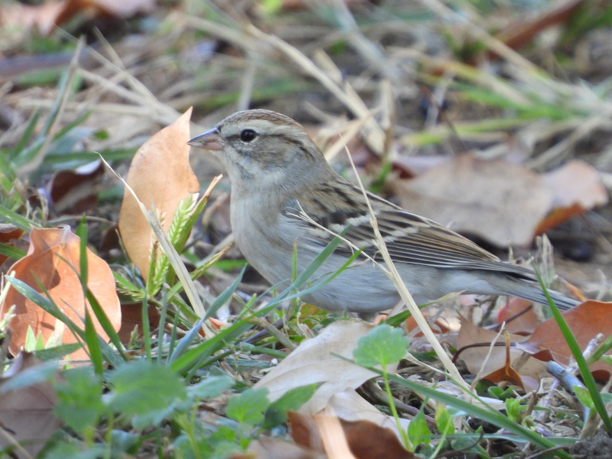 Chipping Sparrow - ML392096241