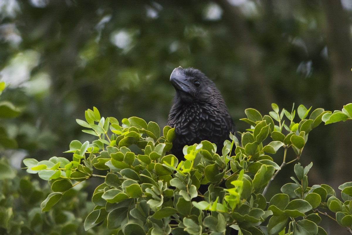 Smooth-billed Ani - ML39209801