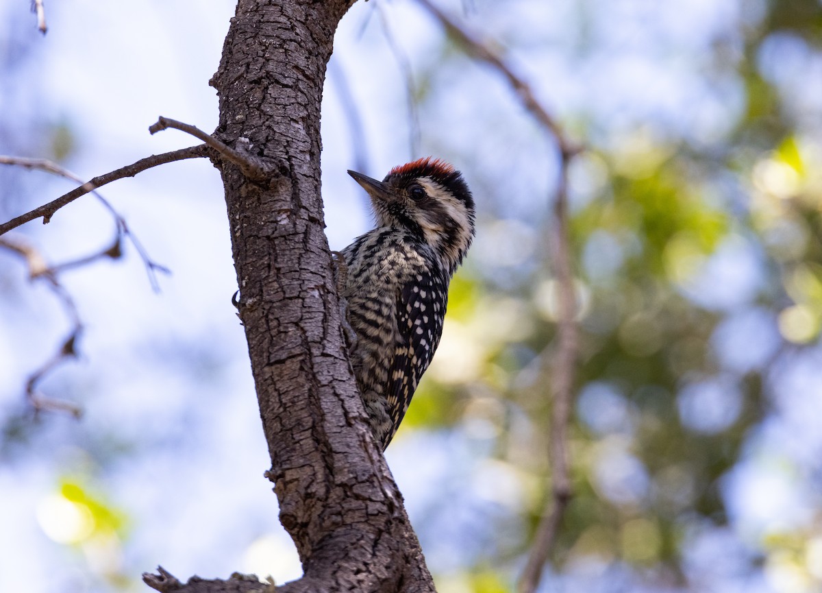 Striped Woodpecker - ML392098491