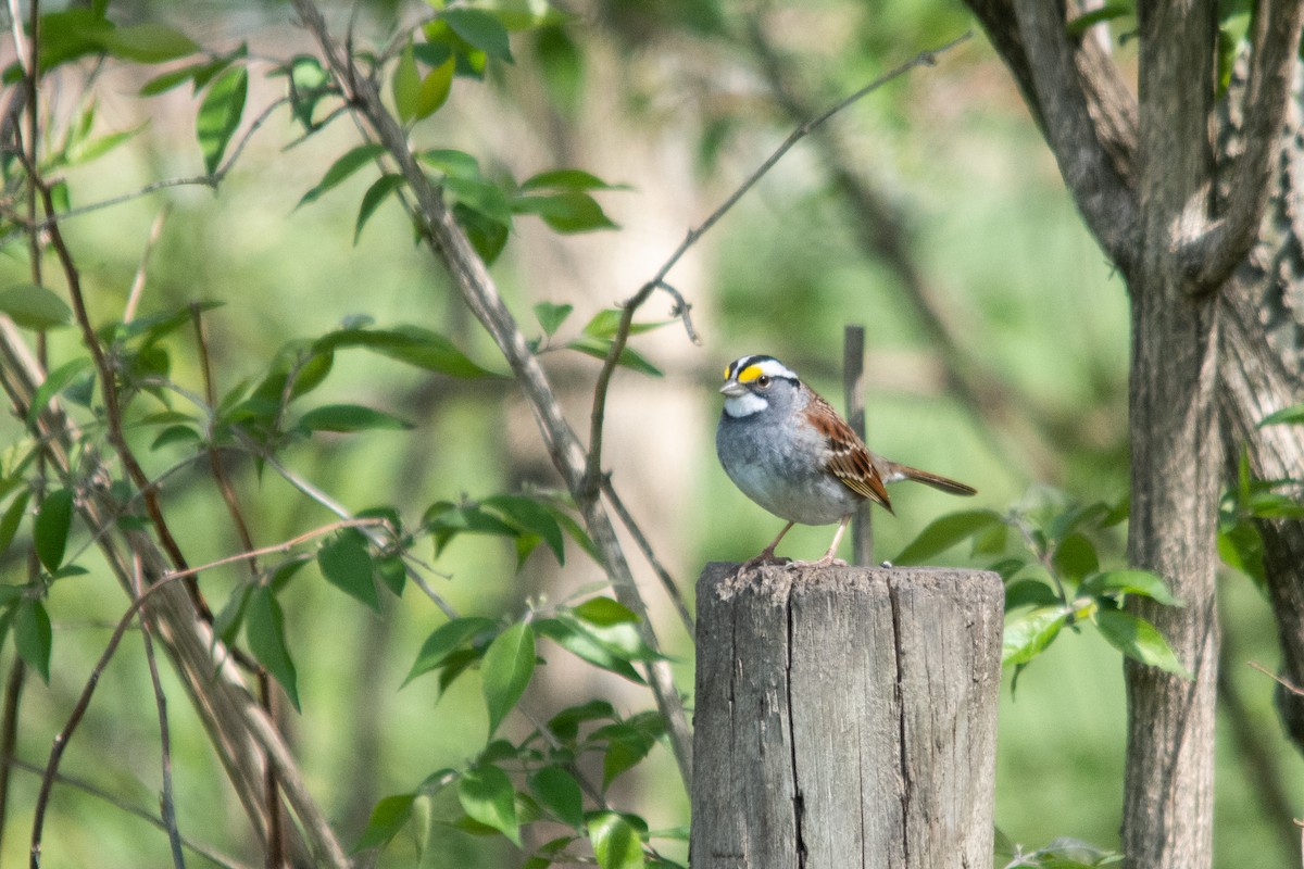 White-throated Sparrow - Rachael Kaiser