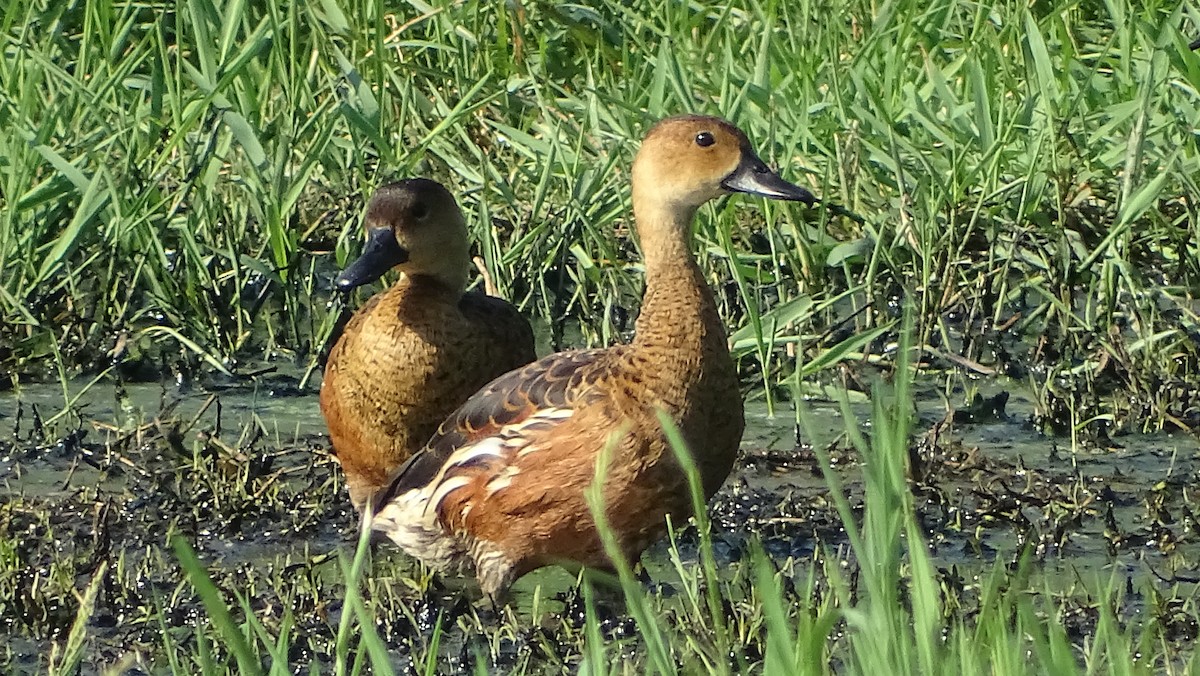 Wandering Whistling-Duck - ML392101811