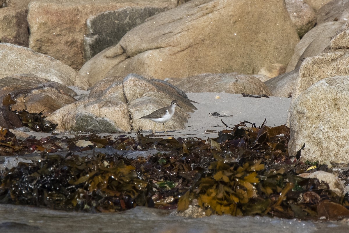 Spotted Sandpiper - ML392101951