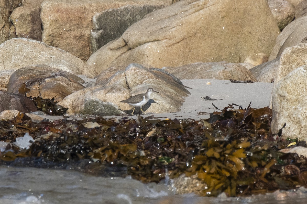 Spotted Sandpiper - ML392101981