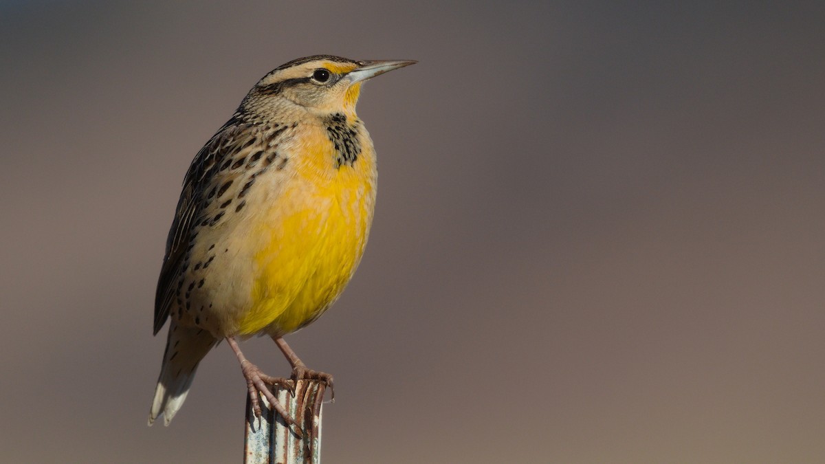 Chihuahuan Meadowlark - Mark Scheel