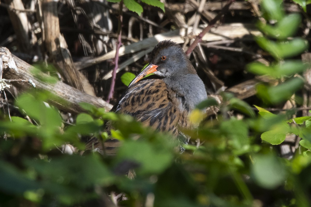 Water Rail - Magnus Andersson