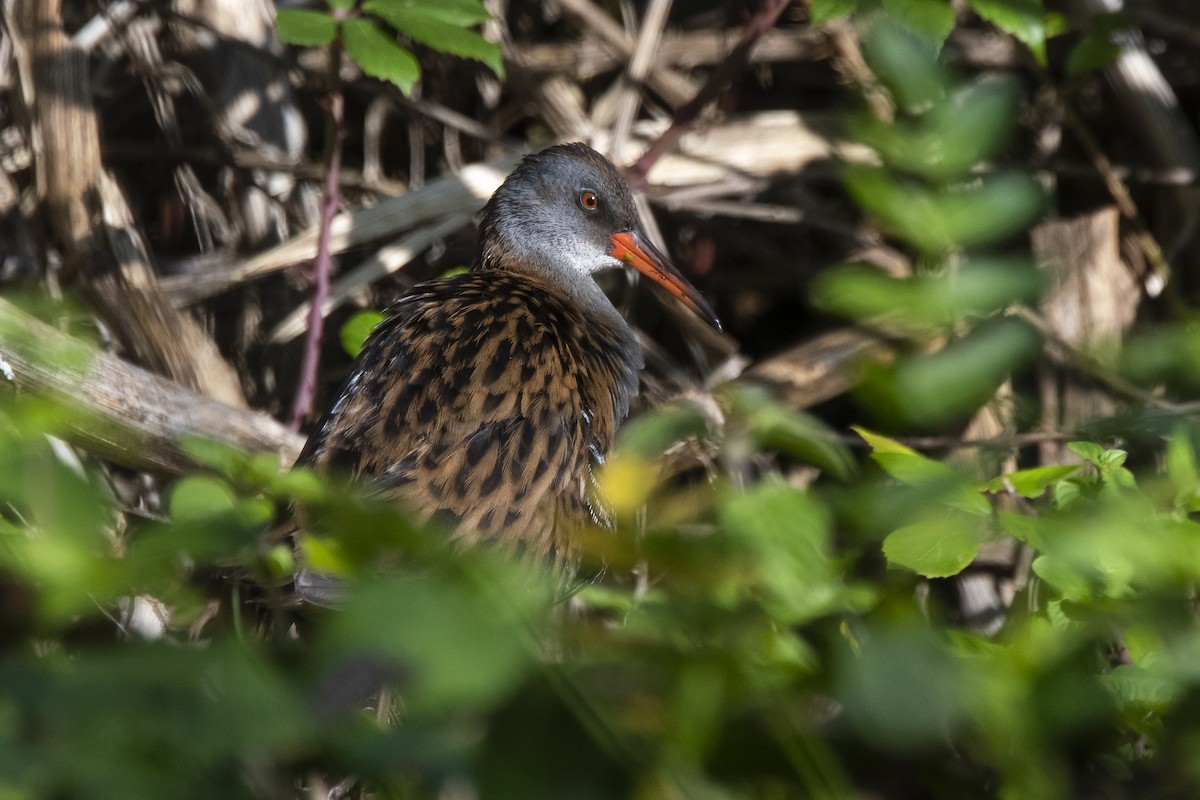 Water Rail - ML392102271