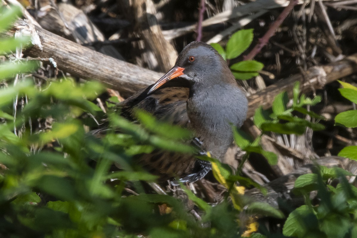 Water Rail - ML392102281