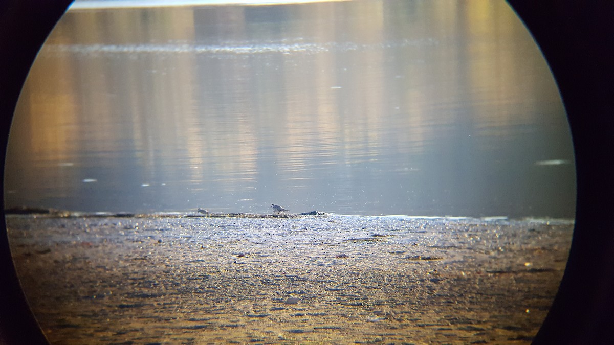 American Golden-Plover - ML392102341