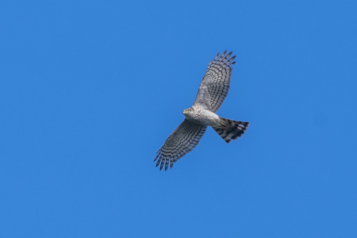 Eurasian Sparrowhawk - Magnus Andersson