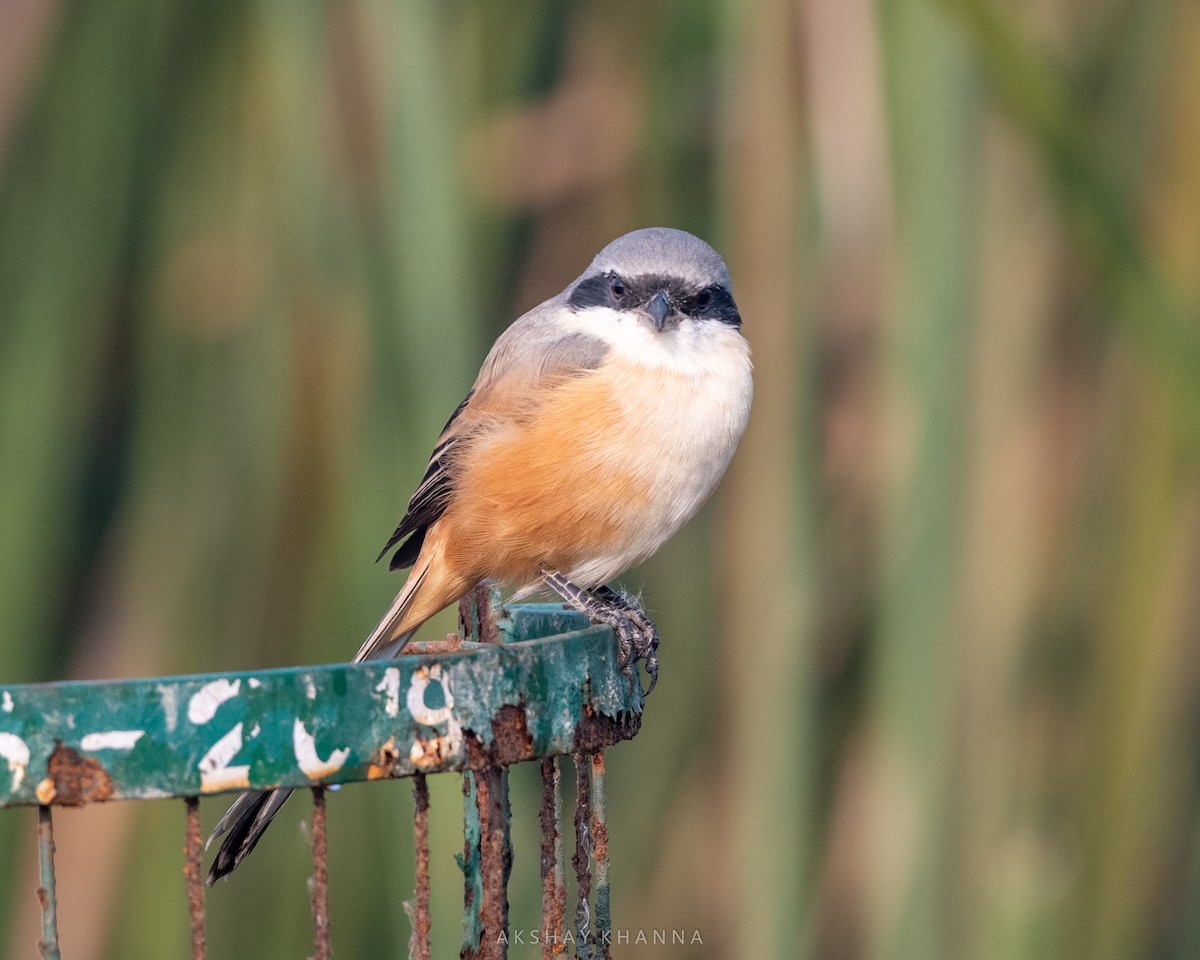 Long-tailed Shrike - ML392103151