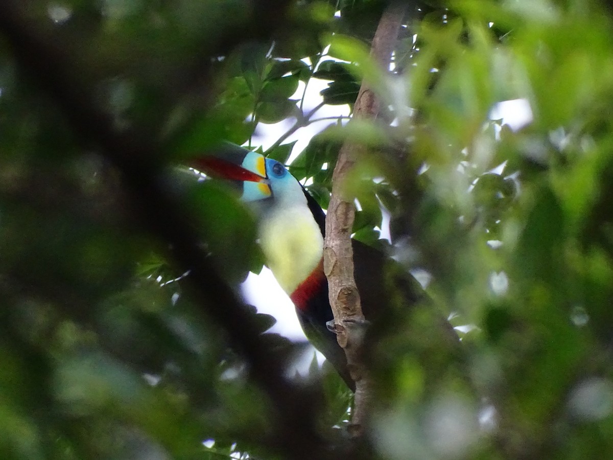 Channel-billed Toucan - Felipe Cardona Toro