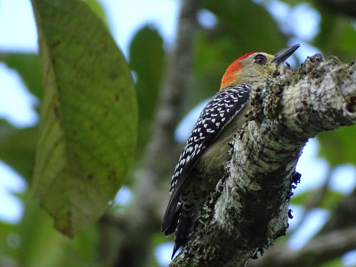 Red-crowned Woodpecker - ML392104161