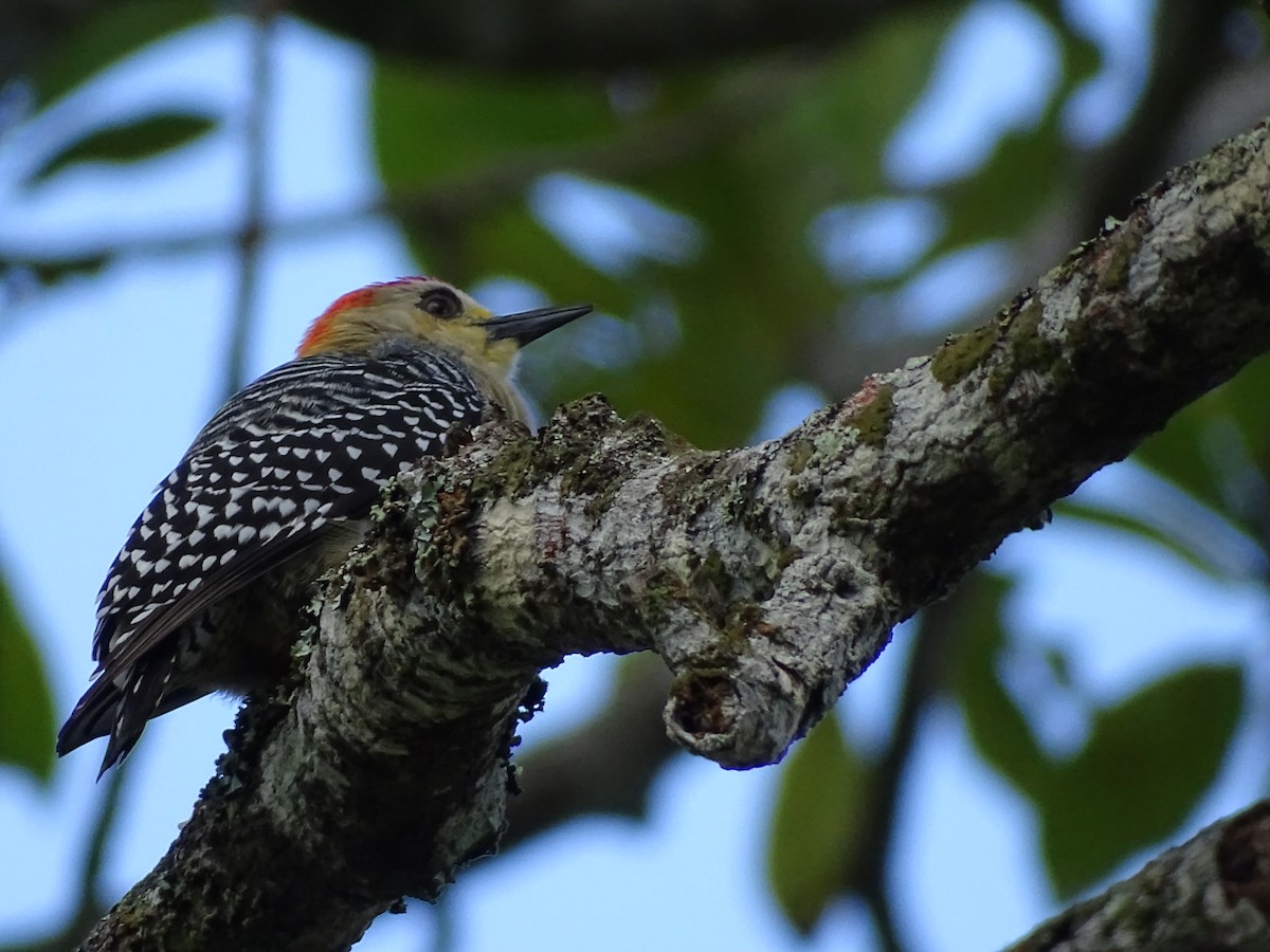 Red-crowned Woodpecker - ML392104171