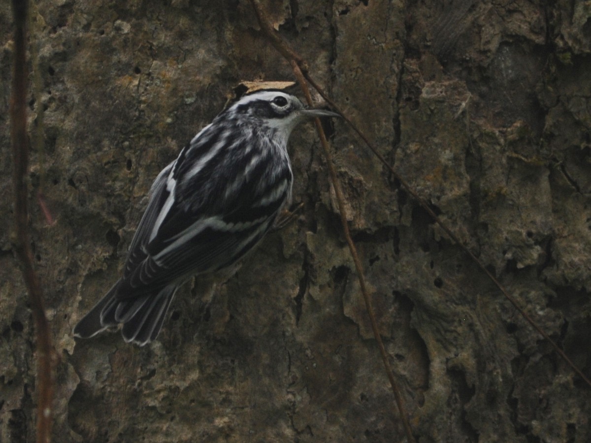 Black-and-white Warbler - ML39210421