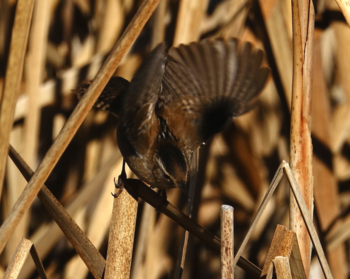 Marsh Wren - ML392106751