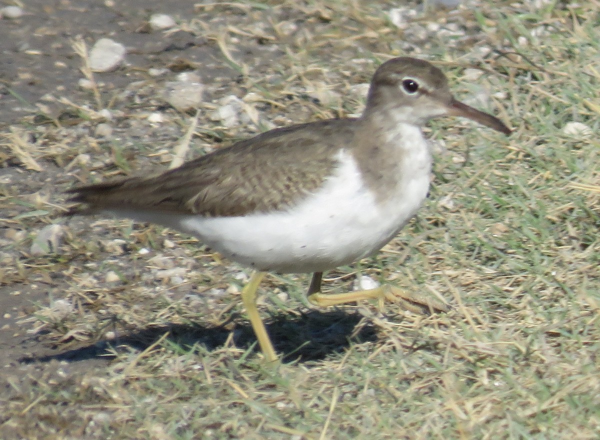 Spotted Sandpiper - ML392107381