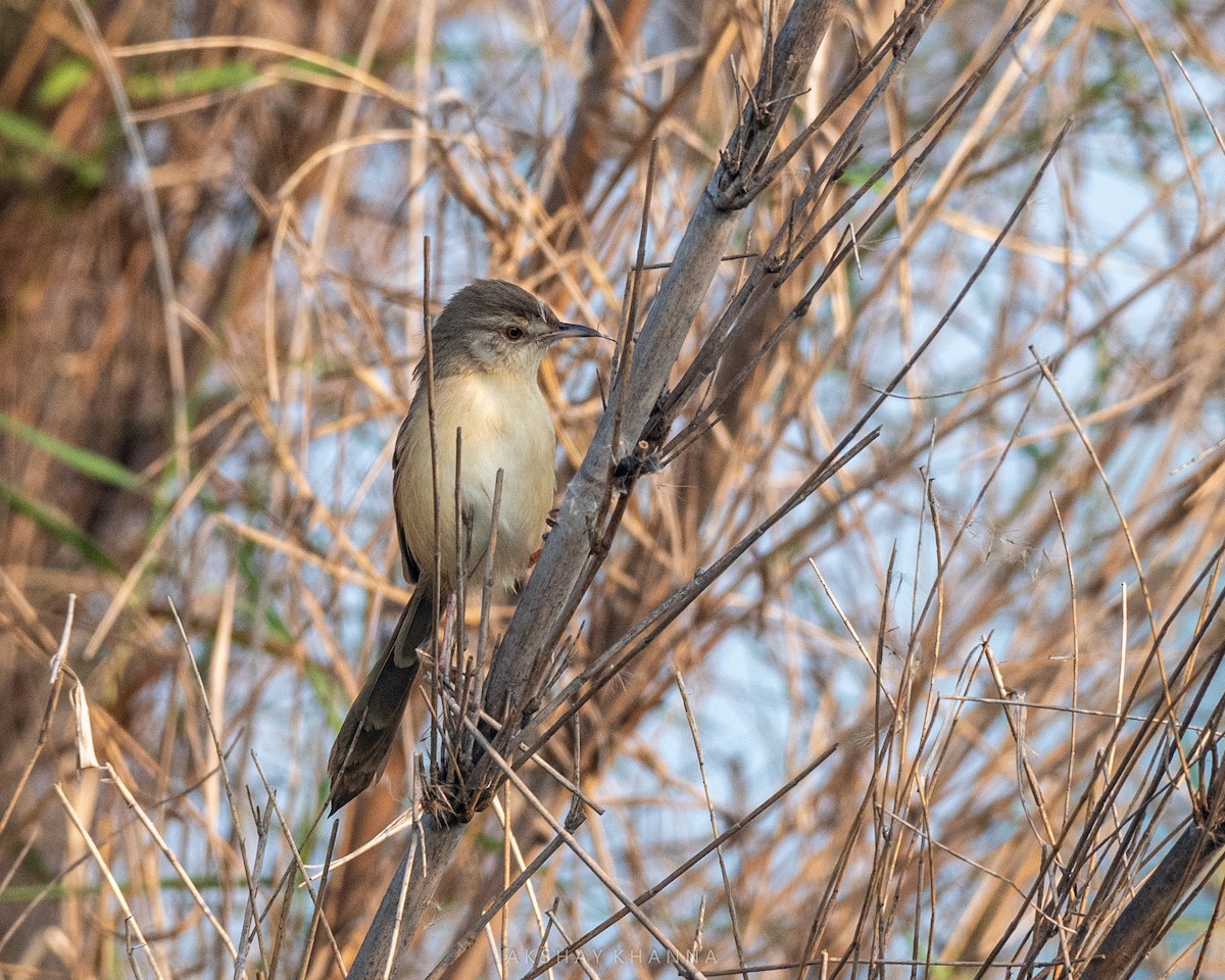 Plain Prinia - ML392109361