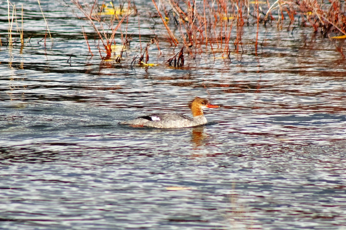 Common Merganser - Steve Joyce