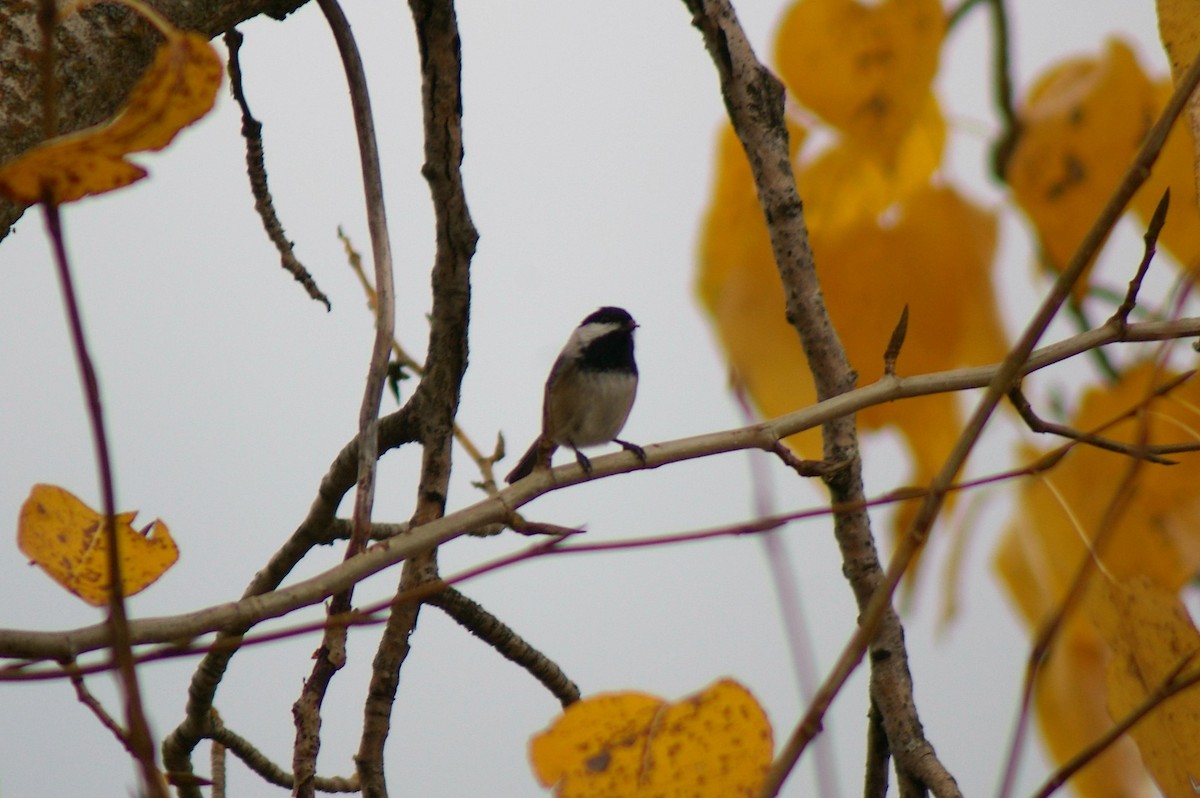 Black-capped Chickadee - ML39211001