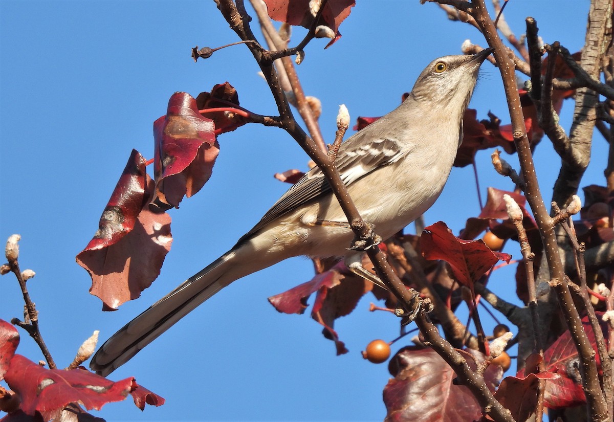 Northern Mockingbird - Jennifer Wilson-Pines