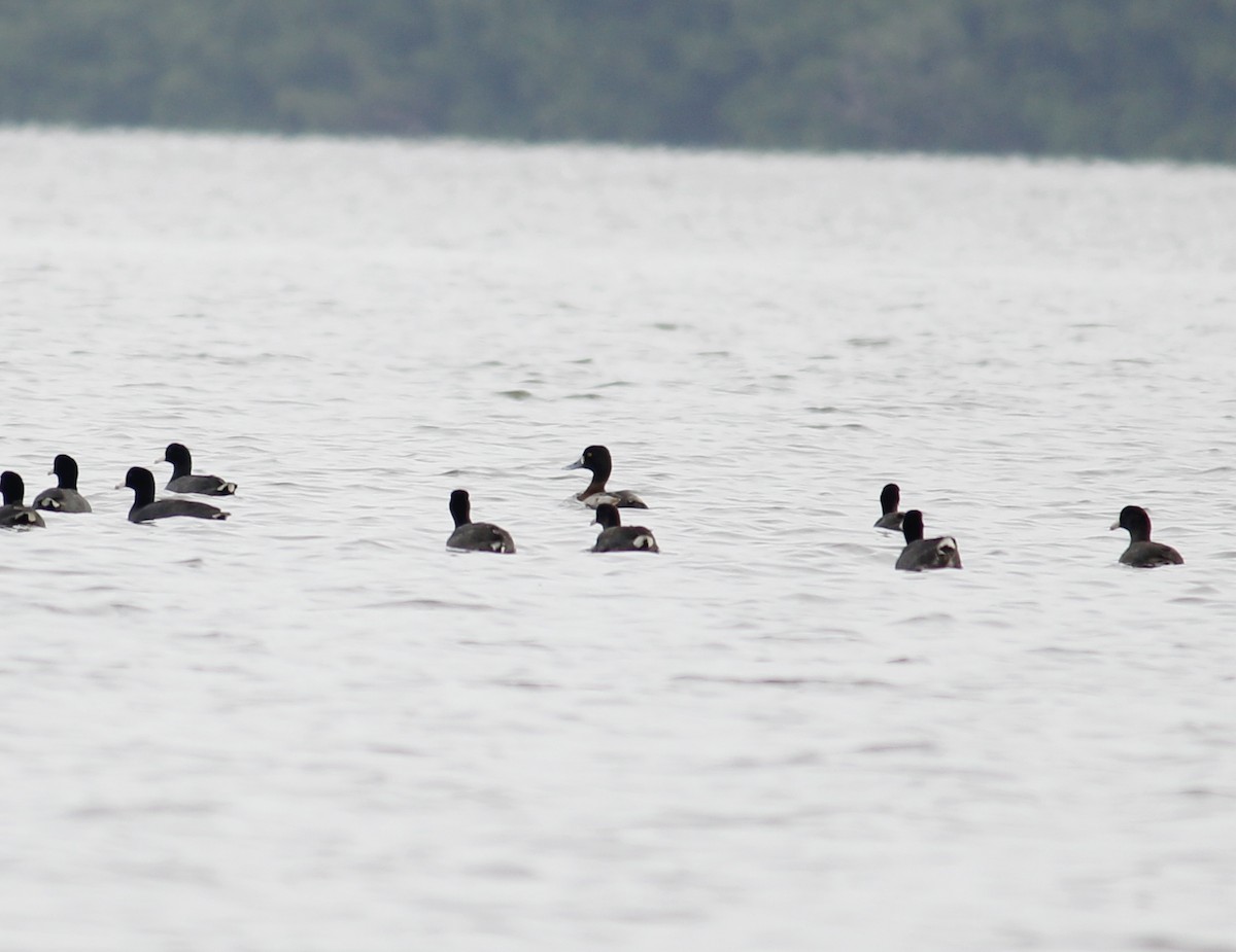 Lesser Scaup - ML392111271