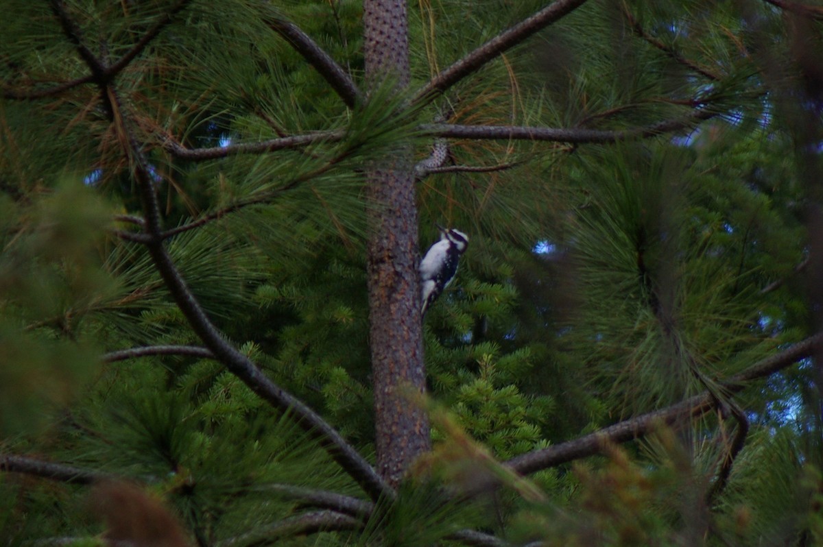 Hairy Woodpecker - ML39211141
