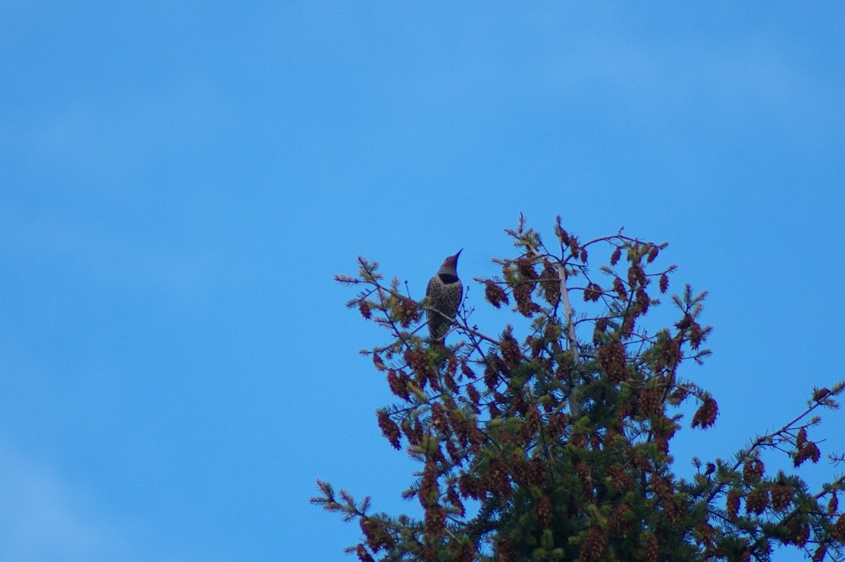 Northern Flicker - ML39211151