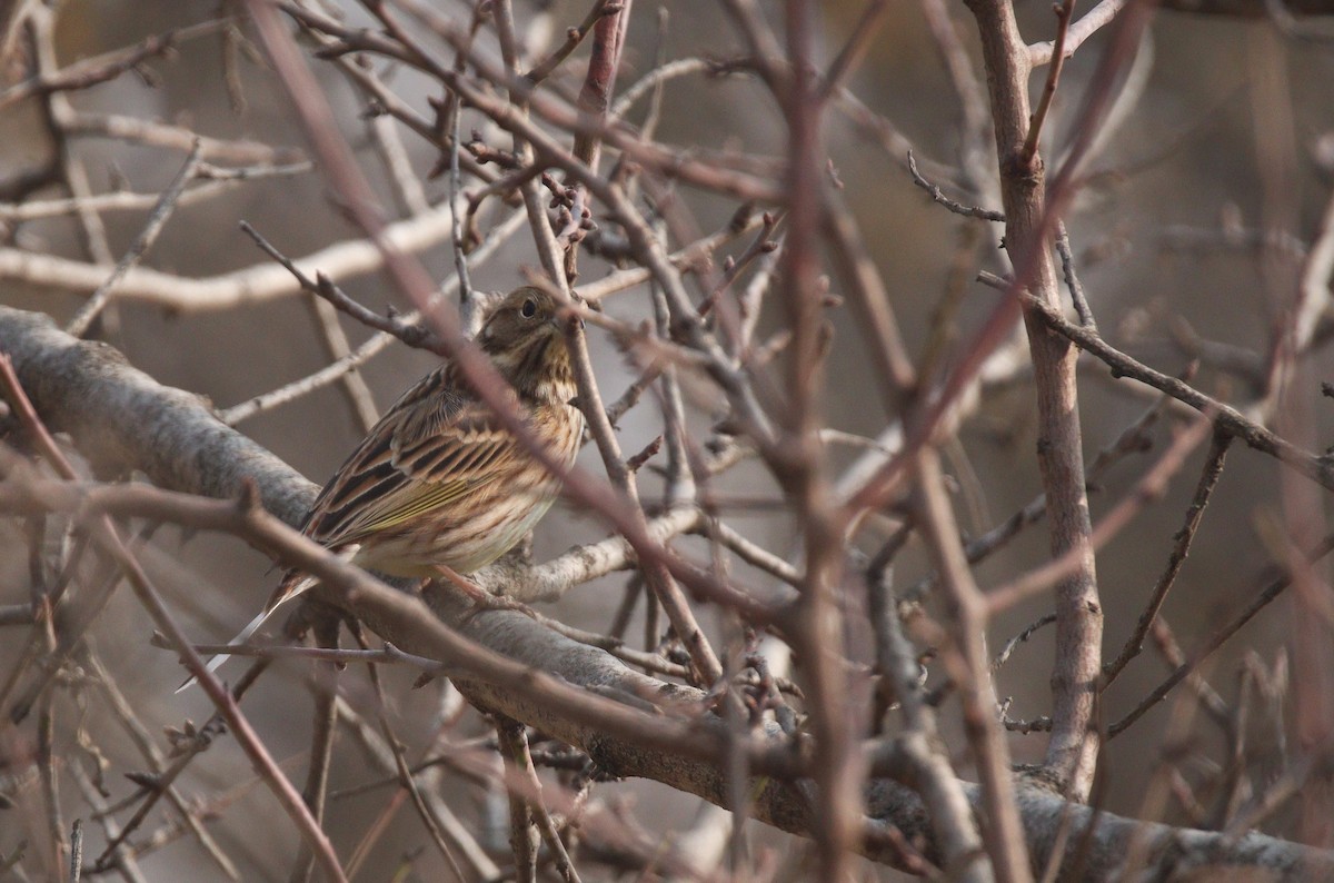 Yellowhammer x Pine Bunting (hybrid) - ML392111781