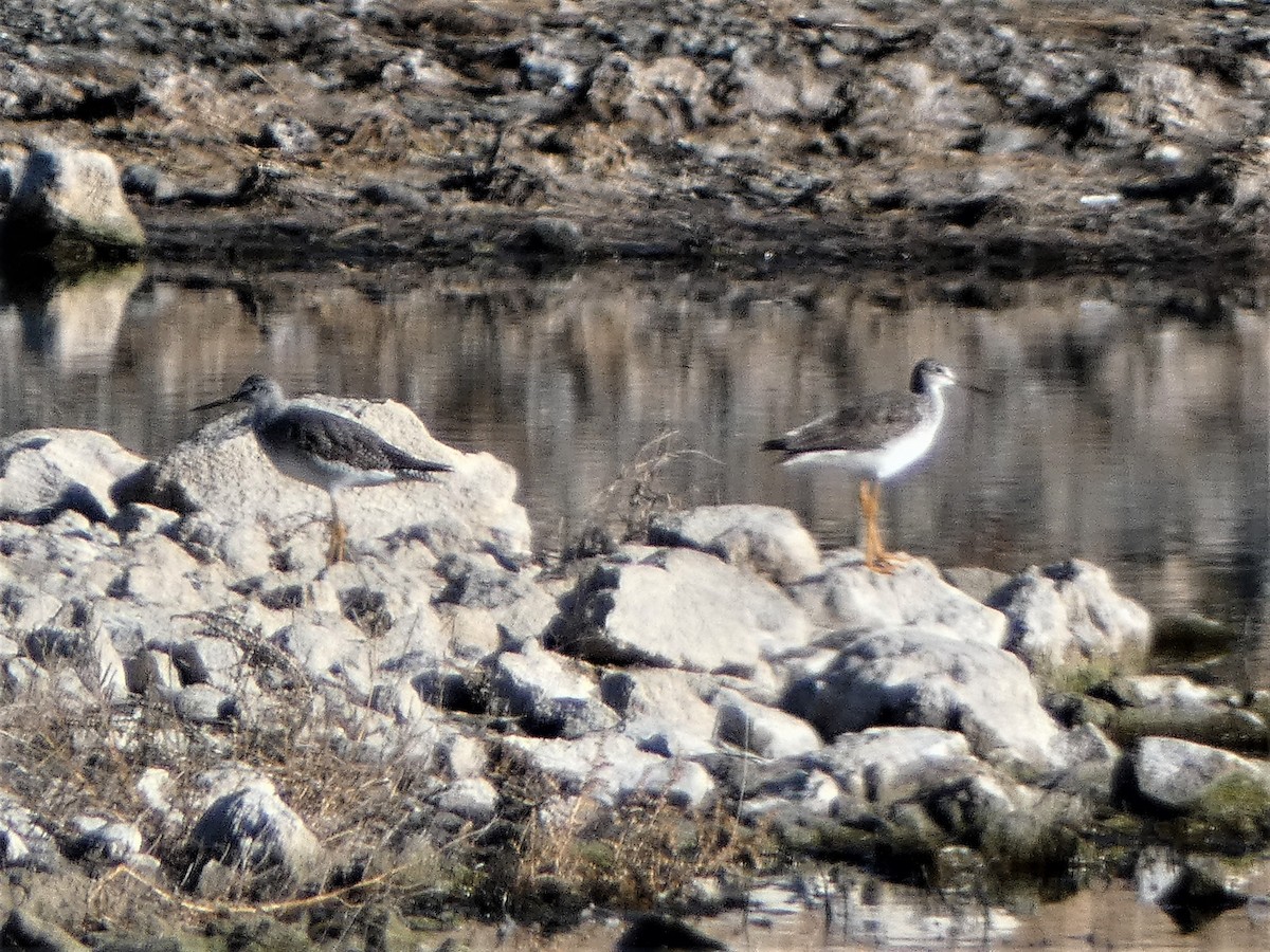 Greater Yellowlegs - ML392112571