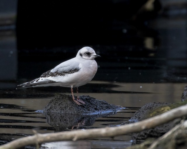 2021 Wisconsin eBird Year in Review - eBird Wisconsin