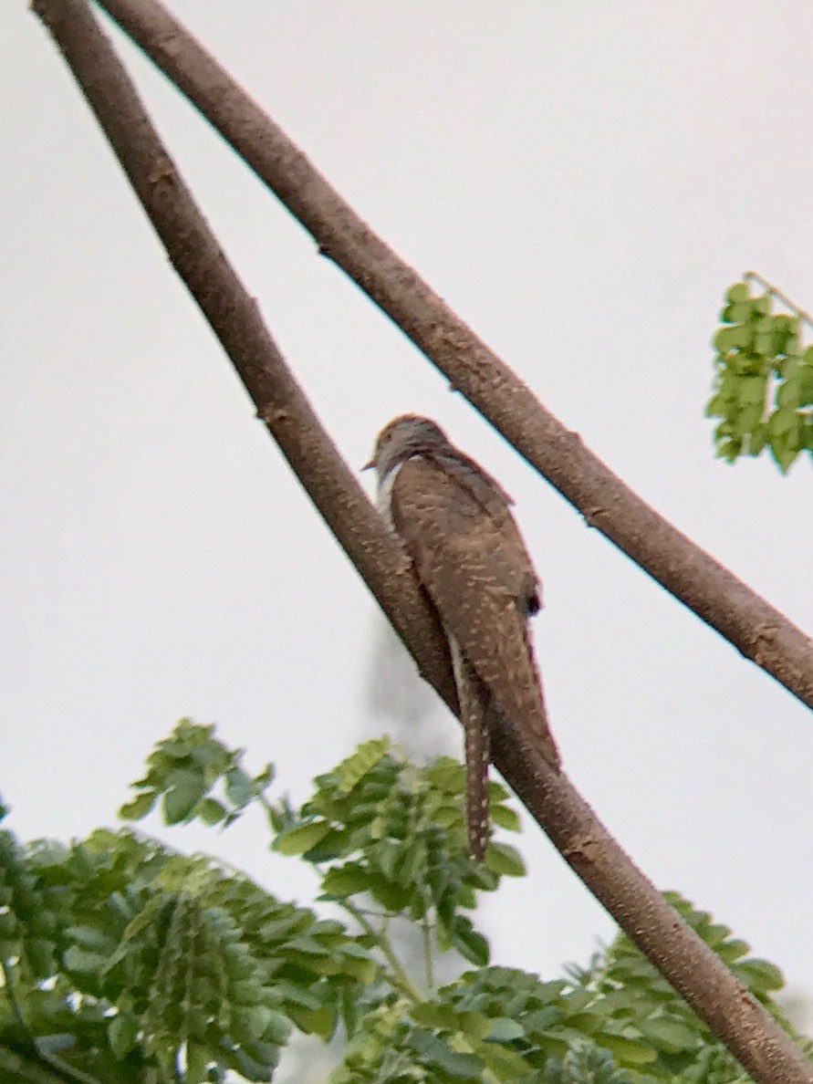 Common Cuckoo - M D Madhusudan
