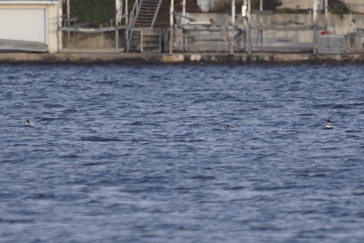 Common Goldeneye - ML392114621