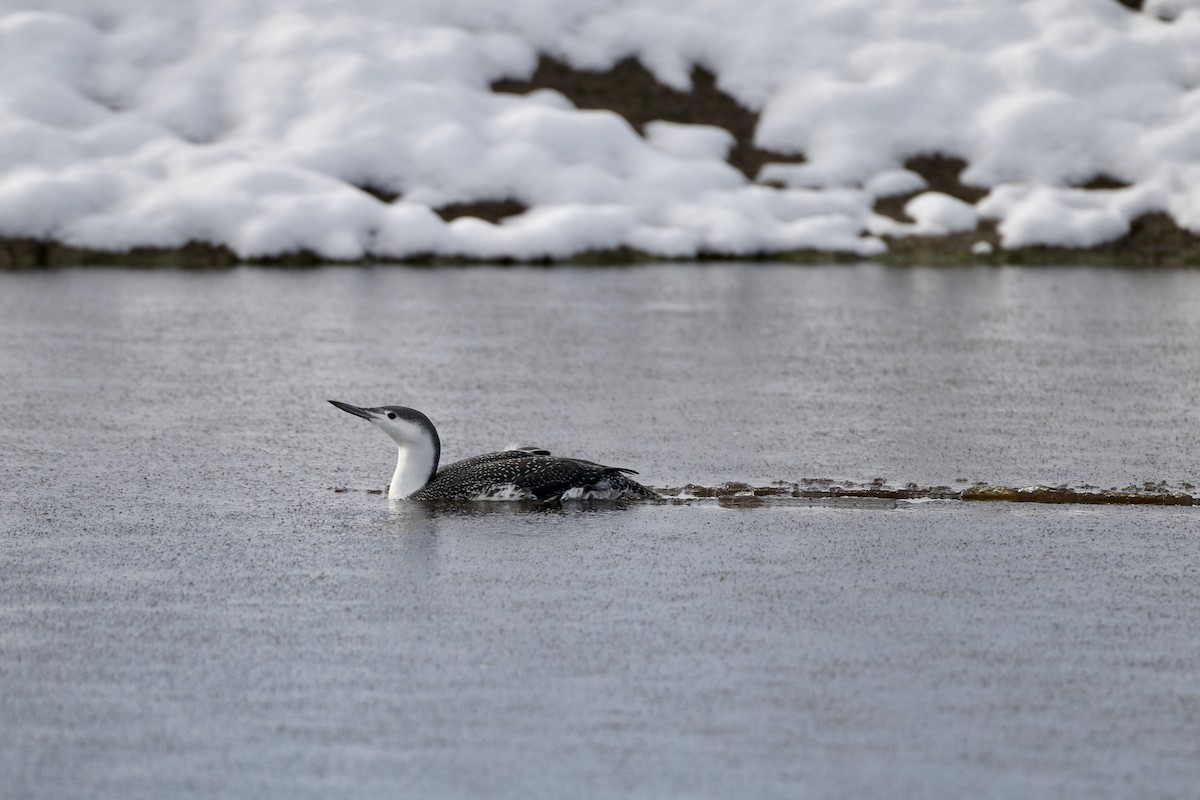 Red-throated Loon - ML392114981