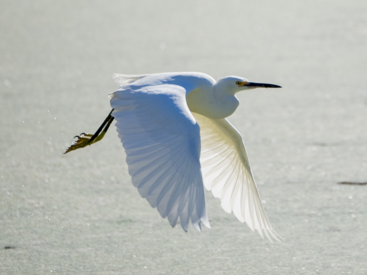 Snowy Egret - ML392115111