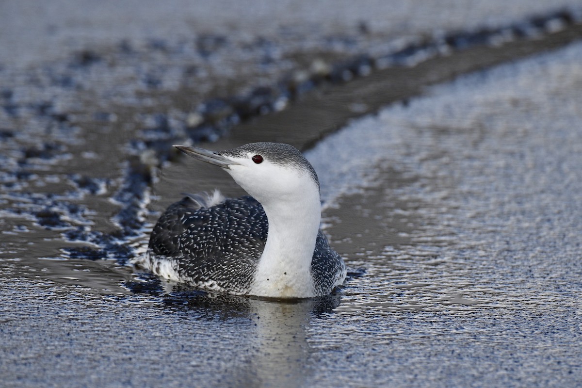 Red-throated Loon - ML392115491