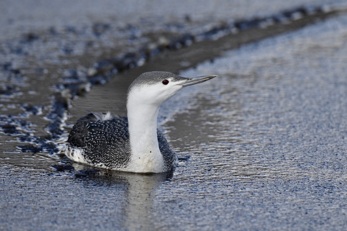 Red-throated Loon - ML392115601