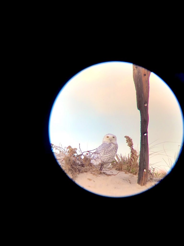 Snowy Owl - Keith Jaret Klein